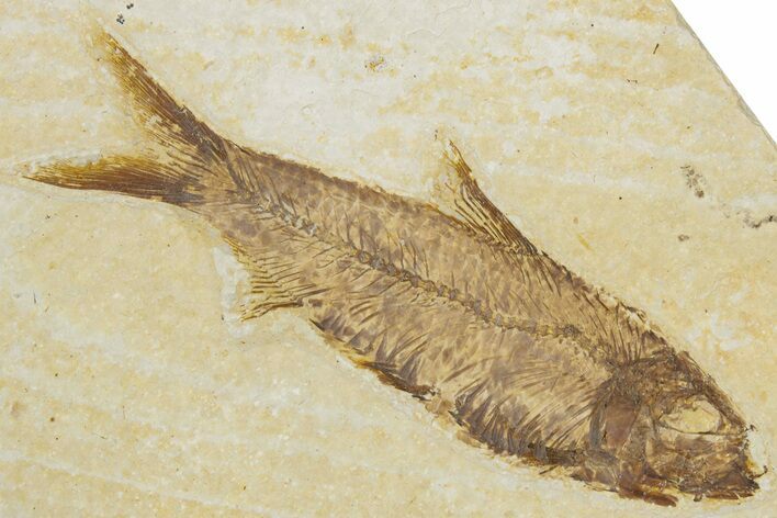 Detailed Fossil Fish (Knightia) - Wyoming #355618